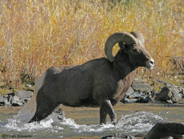 insbrokerage002011.jpg